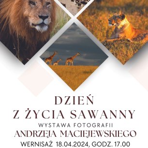 Plakat Dzień z życia Sawanny – wystawa fotograficzna Andrzeja Maciejewskiego