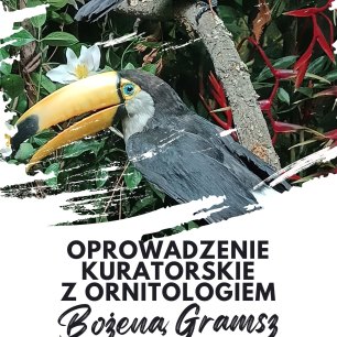 Plakat Oprowadzania kuratorskie- wystawa ornitologiczna z Bożeną Gramsz